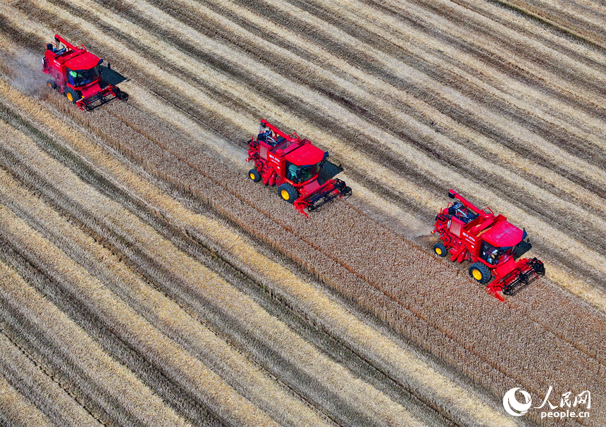 九江市柴桑區江洲鎮聯洲村，農機手駕駛大型收割機在麥田收割冬小麥。人民網 朱海鵬攝