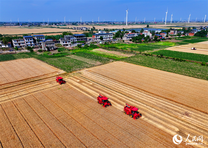 九江市柴桑區江洲鎮聯洲村，農機手駕駛大型收割機在麥田收割冬小麥。人民網 朱海鵬攝
