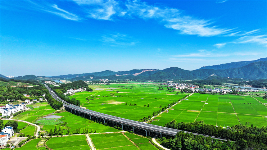 吉水縣文峰鎮井頭村綠意盎然，碧綠稻田與錯落有致的農舍相映成趣。廖敏攝