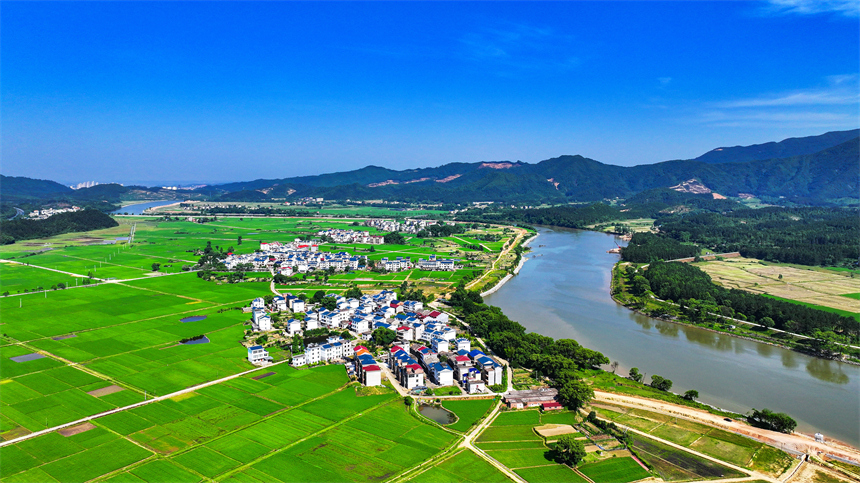 吉水縣文峰鎮井頭村綠意盎然，碧綠稻田與錯落有致的農舍相映成趣。廖敏攝