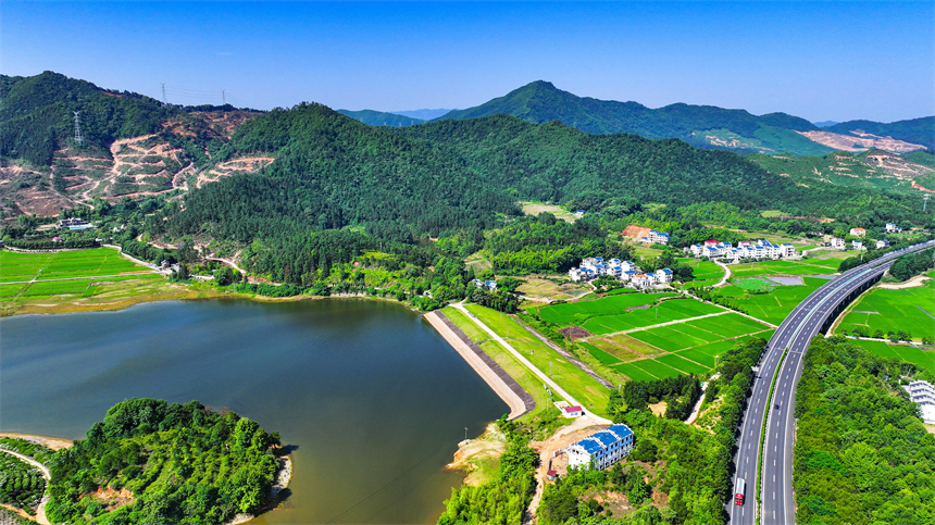 吉水縣文峰鎮井頭村綠意盎然，碧綠稻田與錯落有致的農舍相映成趣。廖敏攝