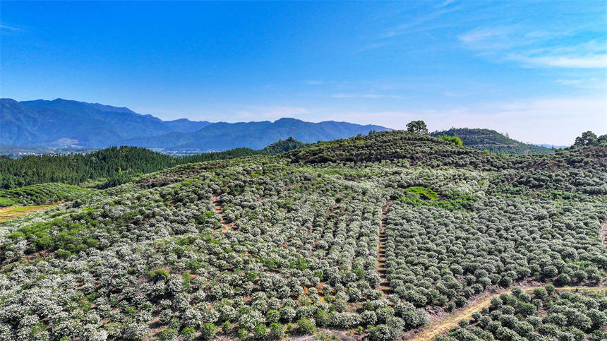 吉水縣文峰鎮井頭村，漫山遍野的梔子花盛開。廖敏攝