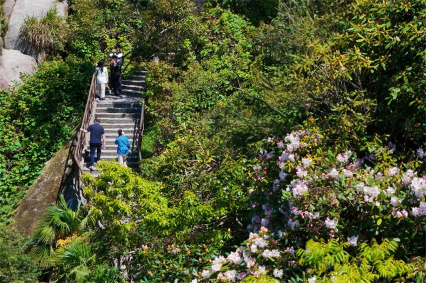 三清杜鵑即將驚艷亮相。