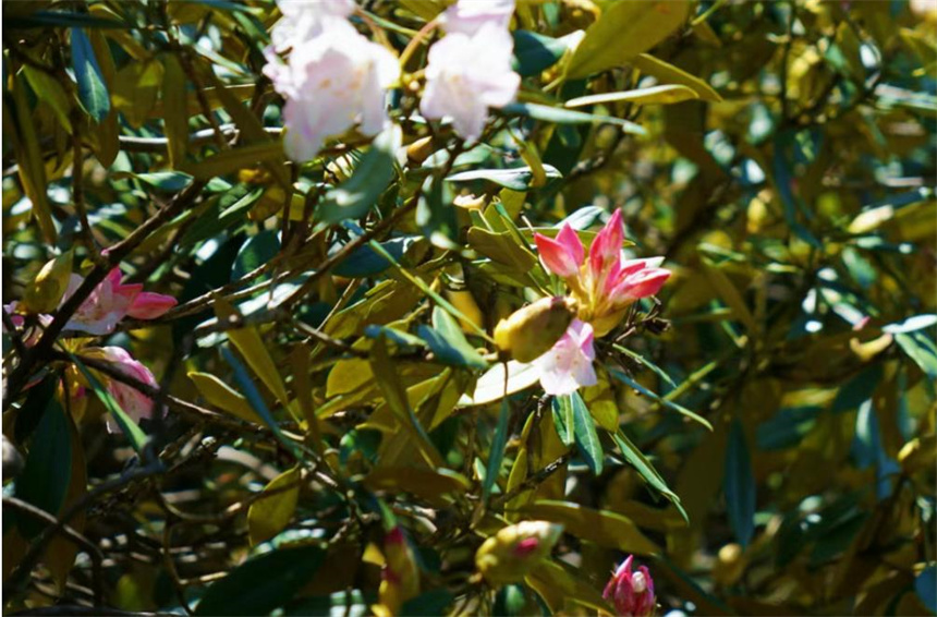 三清杜鵑即將驚艷亮相。