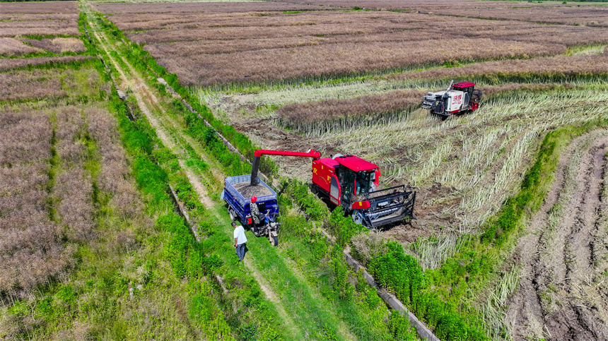 收割機正在高標準農田采收油菜籽。郭昊攝