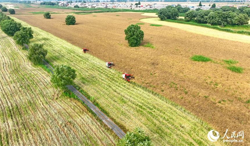 九江市彭澤縣棉船鎮，農機手駕駛大型收割機在田間來回收割作業，一派忙碌的豐收景象。人民網 朱海鵬攝