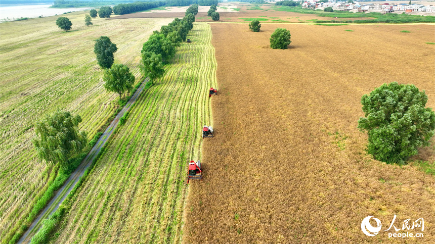 九江市彭澤縣棉船鎮，農機手駕駛大型收割機在田間來回收割作業，一派忙碌的豐收景象。人民網 朱海鵬攝