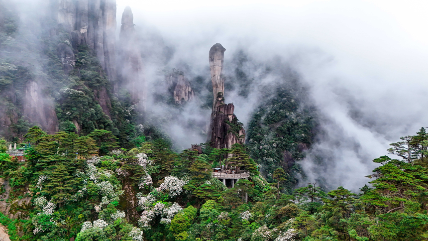 漫山遍野的杜鵑花競相綻放，將三清山裝扮成五彩斑斕的花海。張錚濤攝