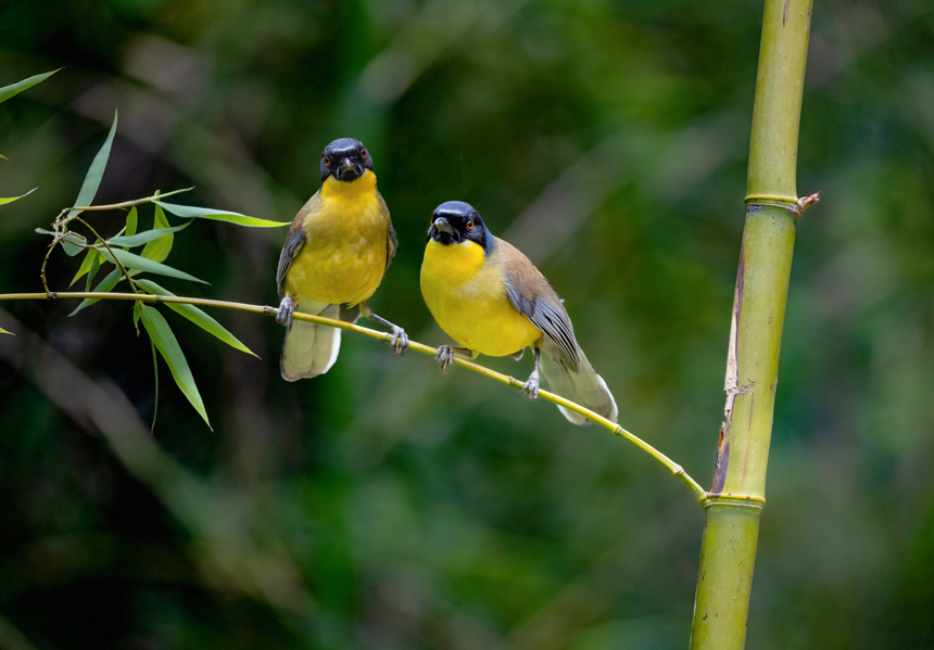 江西省德興市新崗山鎮新崗山社區的一處林子里，藍冠噪鹛在覓食、嬉戲、筑巢。詹發文攝