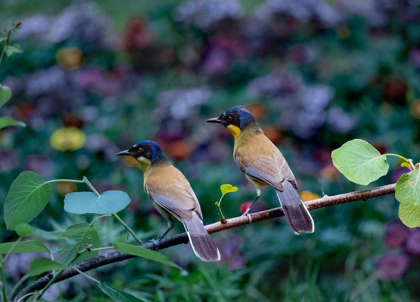 江西省德興市新崗山鎮新崗山社區的一處林子里，藍冠噪鹛在覓食、嬉戲、筑巢。詹發文攝