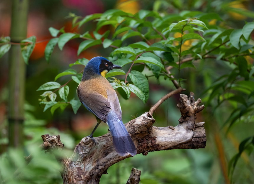江西省德興市新崗山鎮新崗山社區的一處林子里，藍冠噪鹛在覓食、嬉戲、筑巢。詹發文攝