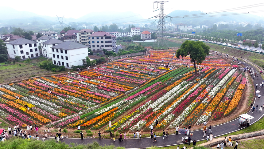 百合花鮮艷綻放，匯聚成一片多彩的花海。鄧龍華攝