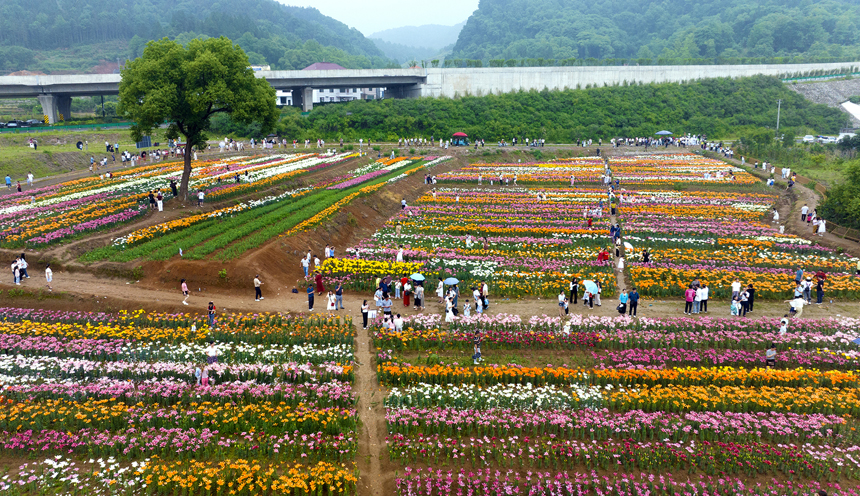 百合花鮮艷綻放，匯聚成一片多彩的花海。鄧龍華攝