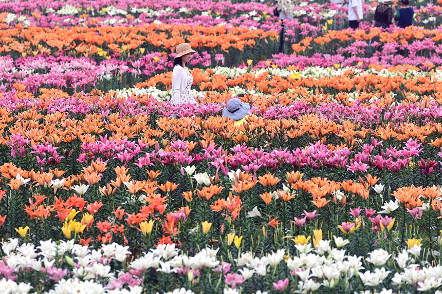 百合花鮮艷綻放，匯聚成一片多彩的花海。鄧龍華攝