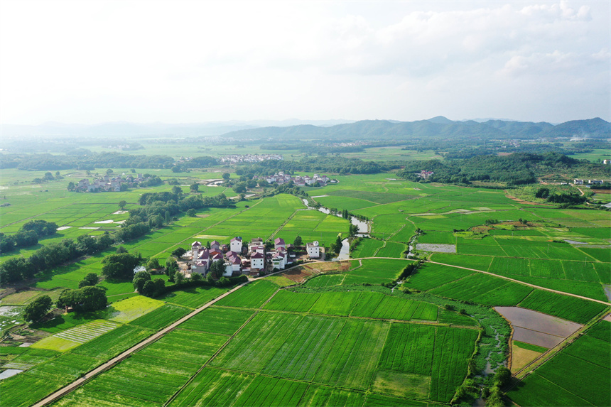 沃野綠意盎然，美不勝收。