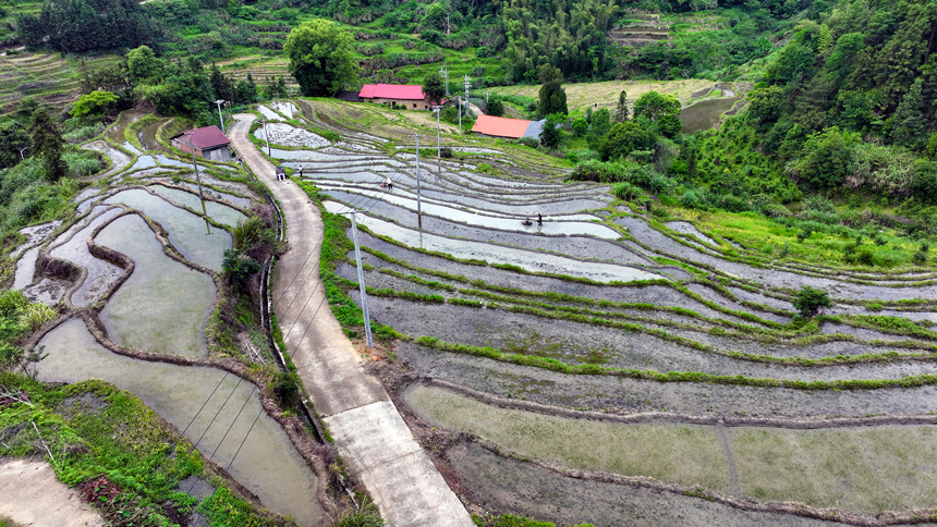 村民們在梯田耕作，忙碌的身影與層層疊疊的梯田交相輝映。鄧龍華攝