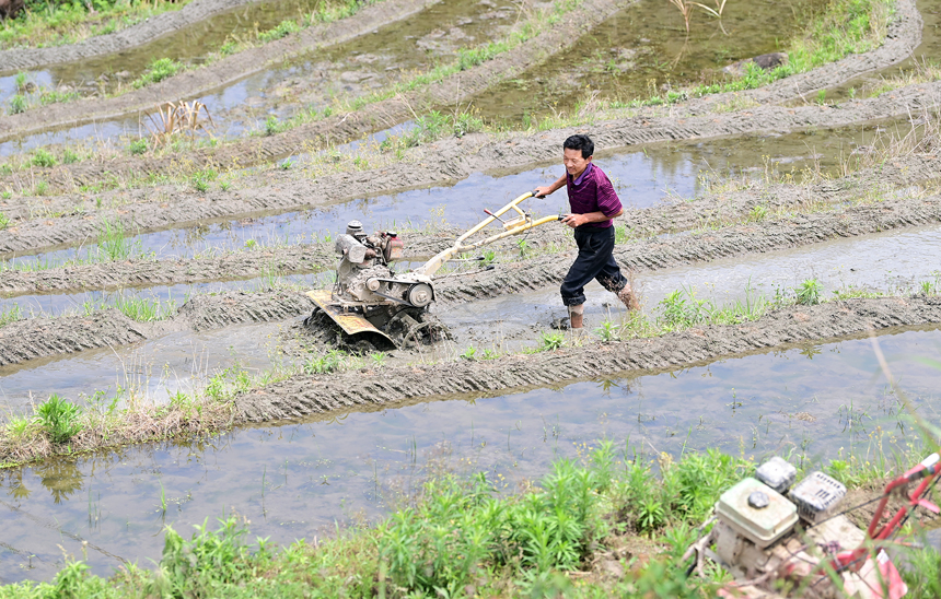 村民們在梯田耕作，忙碌的身影與層層疊疊的梯田交相輝映。鄧龍華攝