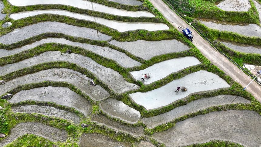 村民們在梯田耕作，忙碌的身影與層層疊疊的梯田交相輝映。鄧龍華攝
