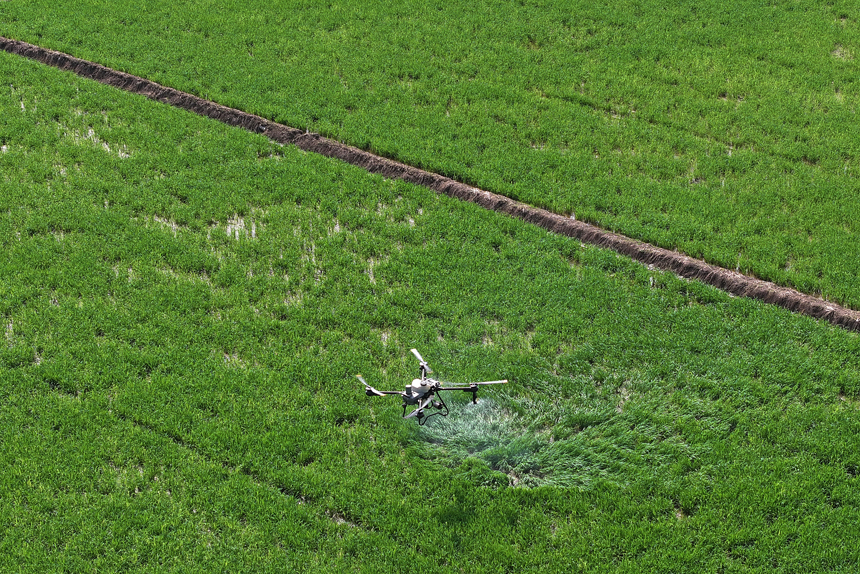 種田大戶李宏剛操作農用無人機給早稻禾苗噴藥施肥。何賤來攝
