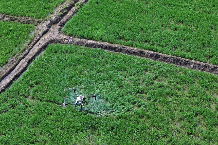 種田大戶李宏剛操作農用無人機給早稻禾苗噴藥施肥。何賤來攝