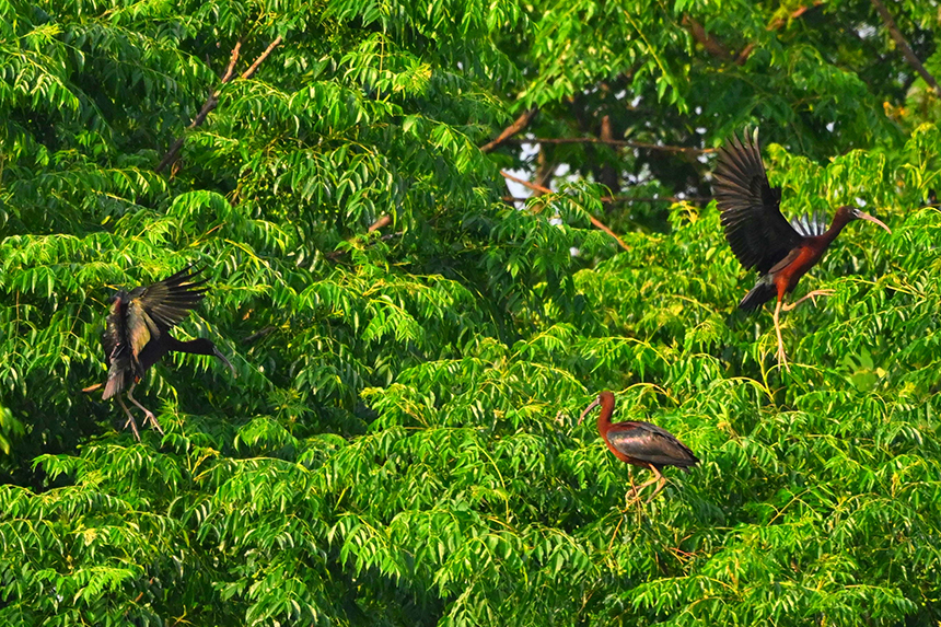 國家一級重點保護動物彩鹮現身鄱陽湖。王小龍攝