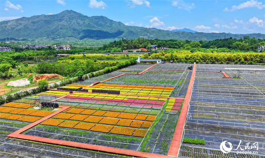 贛州市大余縣青龍鎮元龍村花卉苗木基地內，五顏六色的花卉苗木美不勝收。人民網 朱海鵬攝