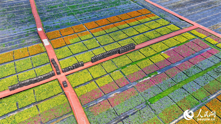 贛州市大余縣青龍鎮元龍村花卉苗木基地內，五顏六色的花卉苗木美不勝收。人民網 朱海鵬攝