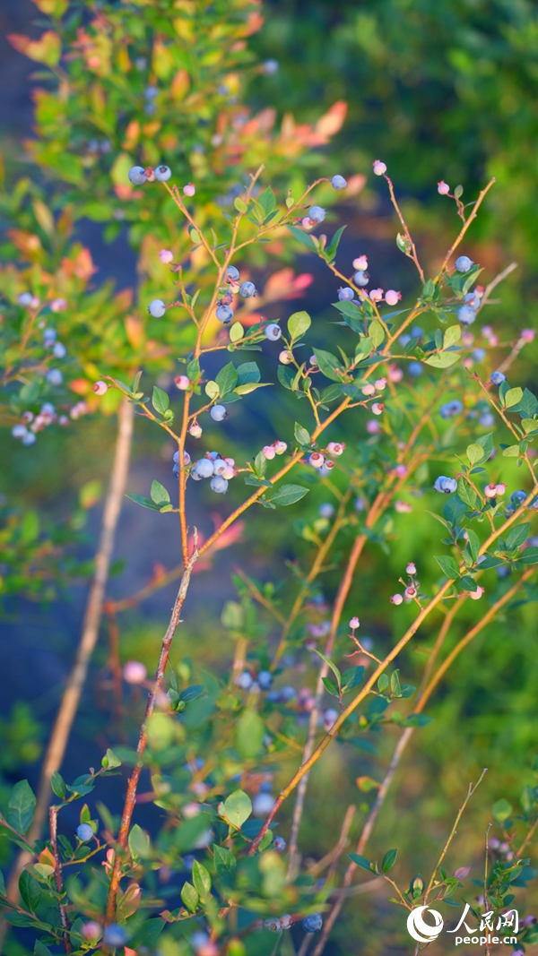 撫州市東鄉區的藍莓迎來豐收。人民網 龍楚良攝