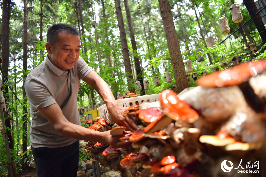 在廣昌縣旴江林場的綠蔭下，基地負責人正在采摘樟芝。作為一款名貴的中藥材，這些樟芝將出口到海外。人民網記者 時雨攝