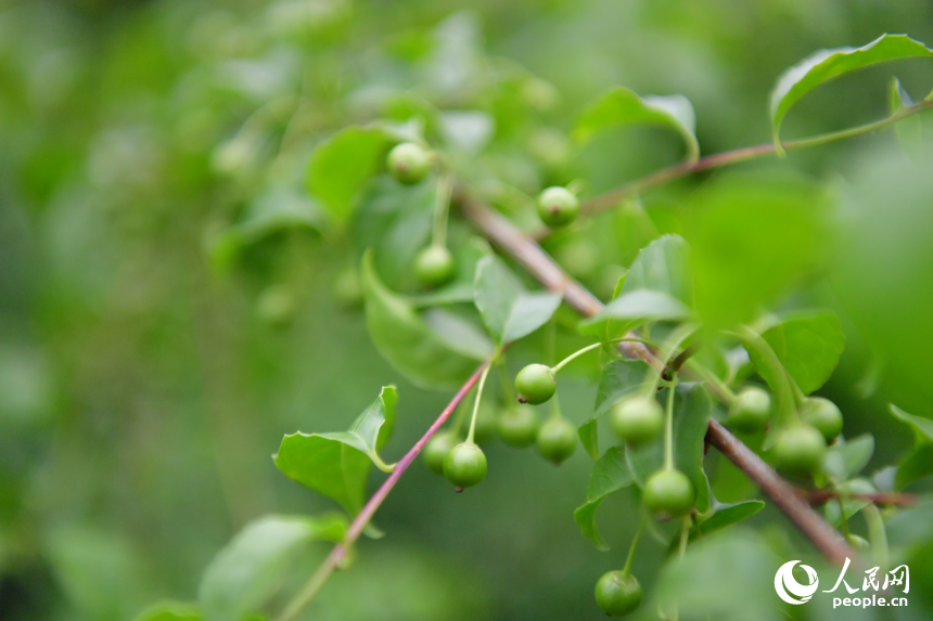 廣昌縣旴江鎮林農種植的林下中藥材崗梅。人民網記者 時雨攝