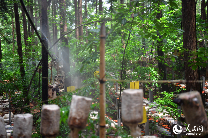 廣昌縣林旴江林場為林下經濟作物安裝了噴淋設備。人民網記者 時雨攝