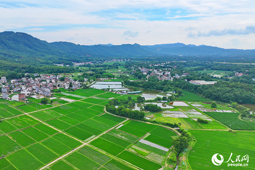 贛州市南康區龍回鎮龍東村，車輛在大廣高速公路上往來馳騁，沿線鄉村田園夏日美景怡人。人民網 朱海鵬攝