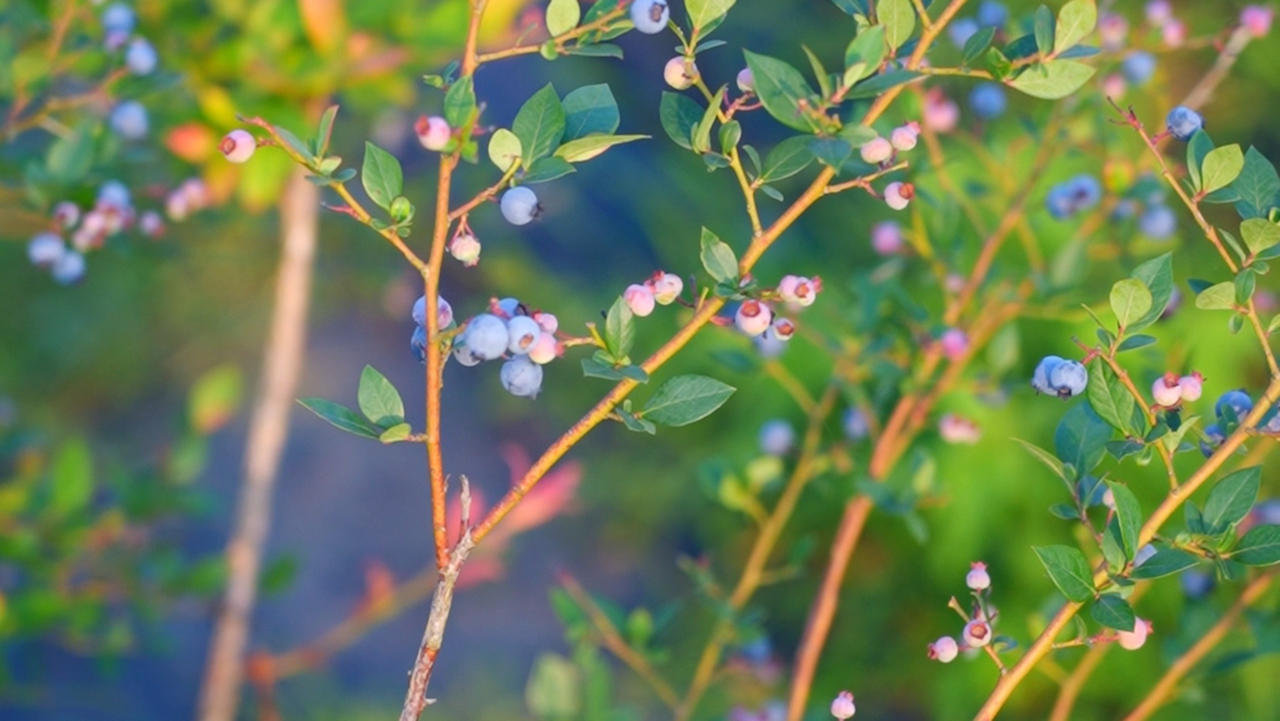 撫州市東鄉區的藍莓迎來豐收。