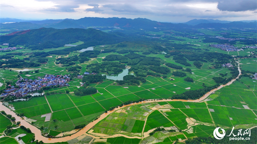 吉安市吉水縣醪橋鎮一帶，高標準農田里的早稻郁郁蔥蔥，與青山、河流、樹林、民房相映成景。人民網 朱海鵬攝