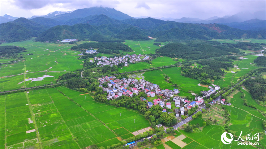 吉安市吉水縣醪橋鎮一帶，高標準農田里的早稻郁郁蔥蔥，與青山、河流、樹林、民房相映成景。人民網 朱海鵬攝