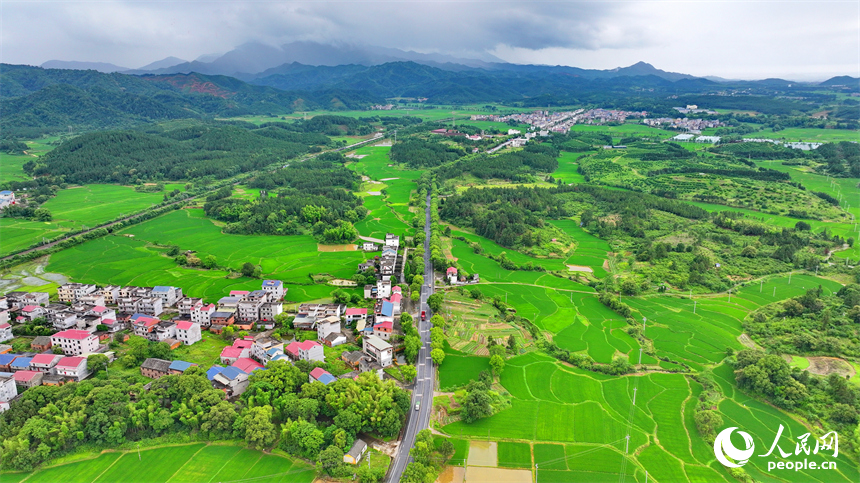 吉安市吉水縣醪橋鎮一帶，高標準農田里的早稻郁郁蔥蔥，與青山、河流、樹林、民房相映成景。人民網 朱海鵬攝