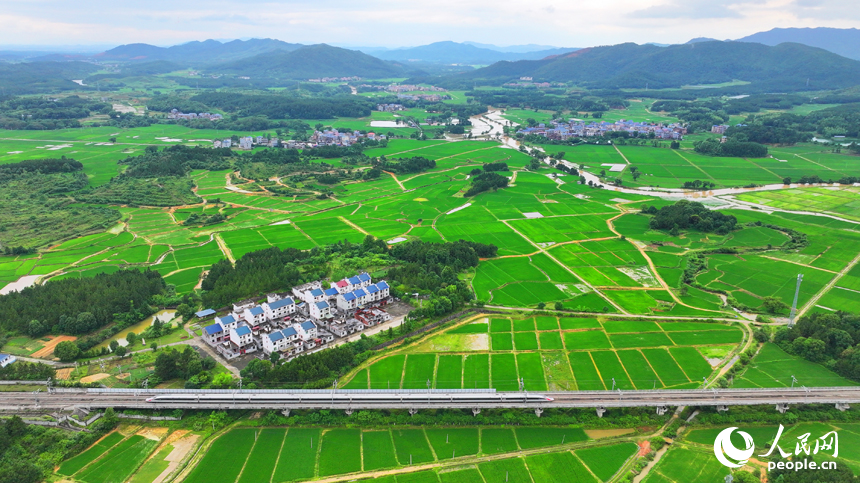 吉安市吉水縣醪橋鎮日崗村，昌贛高鐵列車穿行而過。人民網 朱海鵬攝