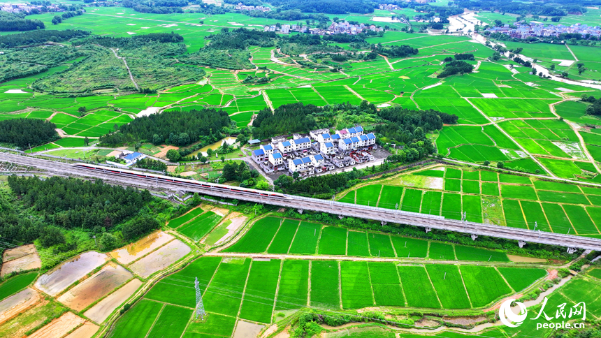 吉安市吉水縣醪橋鎮日崗村，昌贛高鐵列車穿行而過。人民網 朱海鵬攝