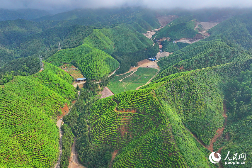 贛州市大余縣浮江鄉通村公路兩旁生機勃勃，生態修復后的礦山綠意盎然。人民網 朱海鵬攝