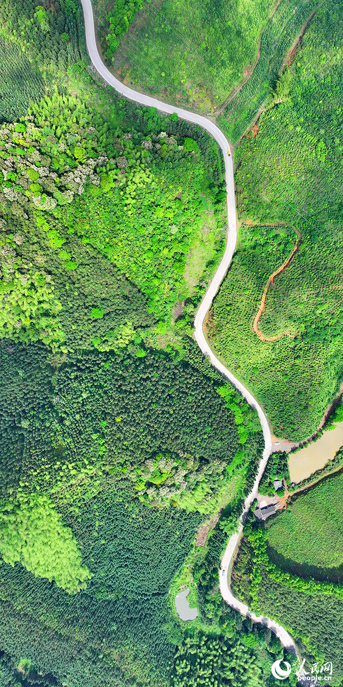 贛州市大余縣浮江鄉通村公路兩旁生機勃勃，生態修復后的礦山綠意盎然。人民網 朱海鵬攝