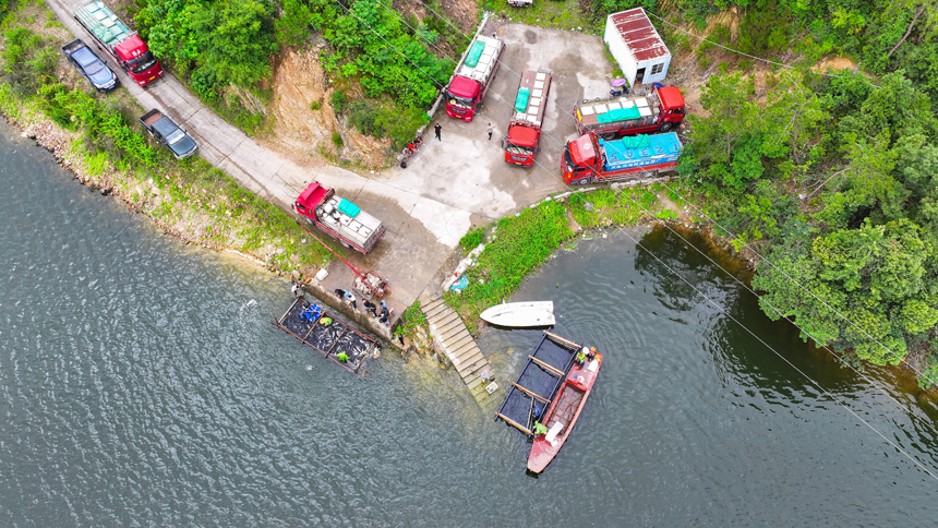 吉水縣阜田鎮雙山水庫，漁民們正忙著收網起魚。廖敏攝