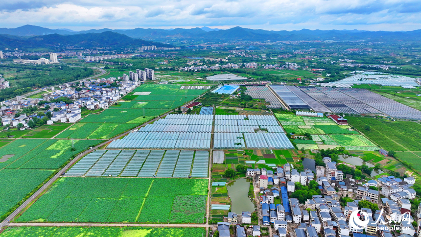 瑞金市葉坪鎮，整齊排列的蔬菜大棚與郁郁蔥蔥的田園相映成景。人民網 朱海鵬攝