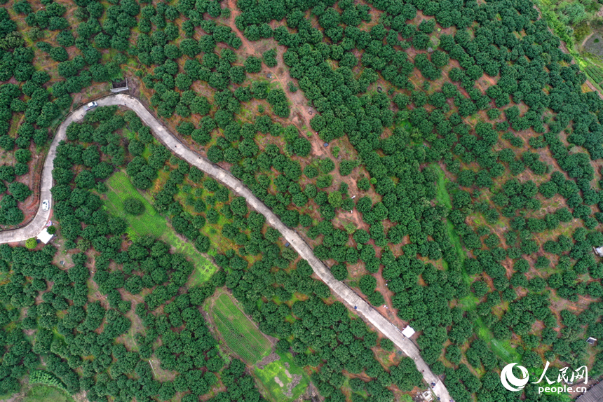 廬山西海上的新光楊梅島在航拍鏡頭下郁郁蔥蔥。人民網記者 時雨攝