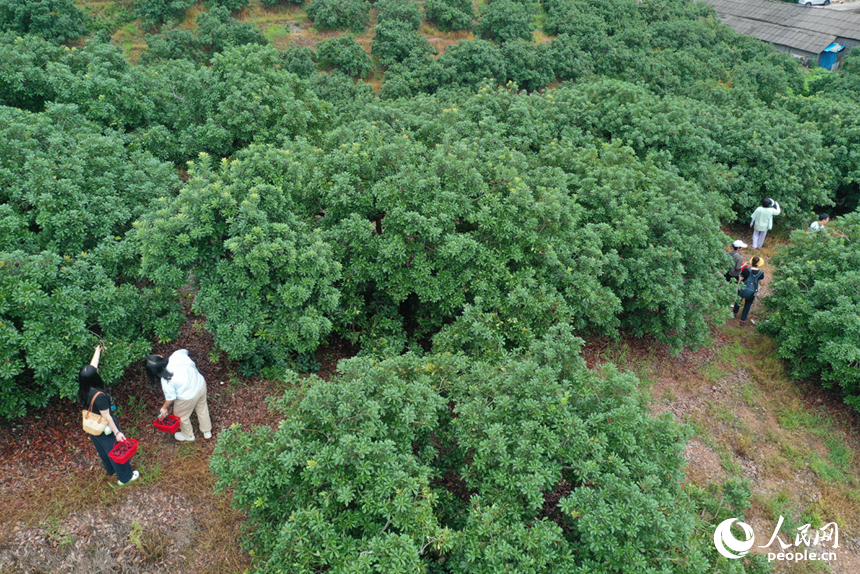 游客們在新光楊梅島上采摘楊梅。人民網記者 時雨攝