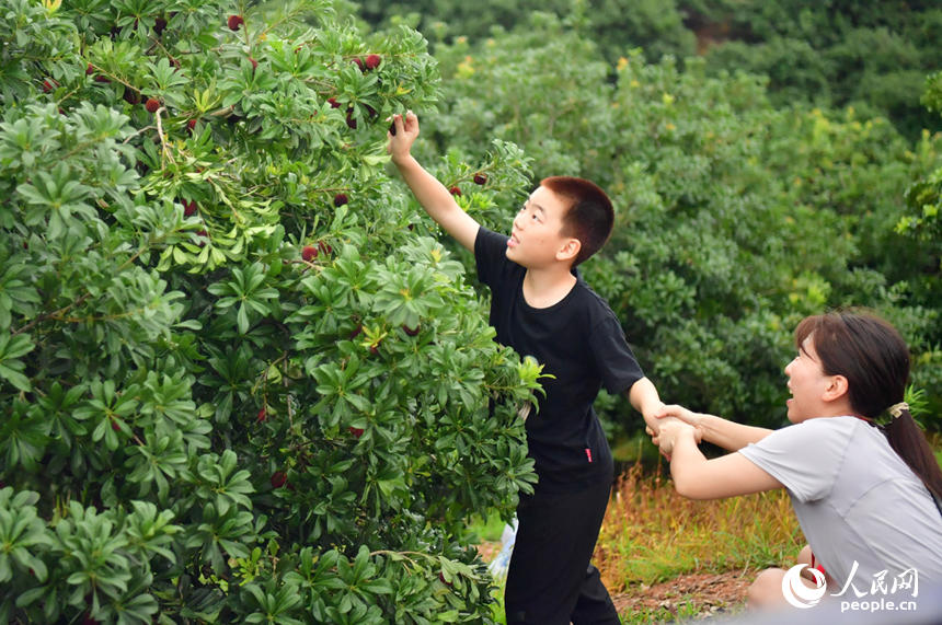 游客們在新光楊梅島上采摘楊梅。人民網記者 時雨攝