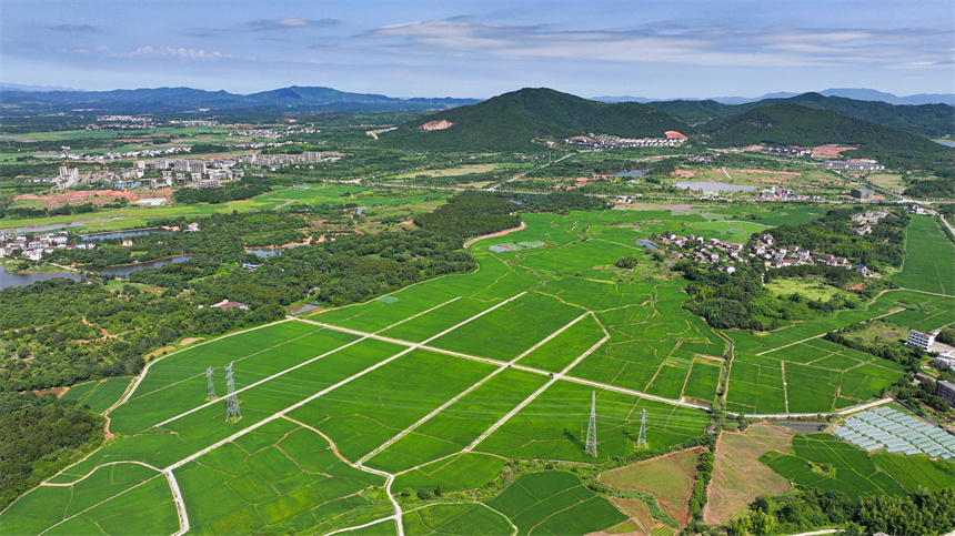 高標準農田里綠意盎然，與村莊、公路相映成景，勾勒出一幅生機勃勃的夏日田園畫卷。郭昊攝