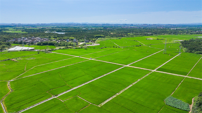 高標準農田里綠意盎然，與村莊、公路相映成景，勾勒出一幅生機勃勃的夏日田園畫卷。郭昊攝