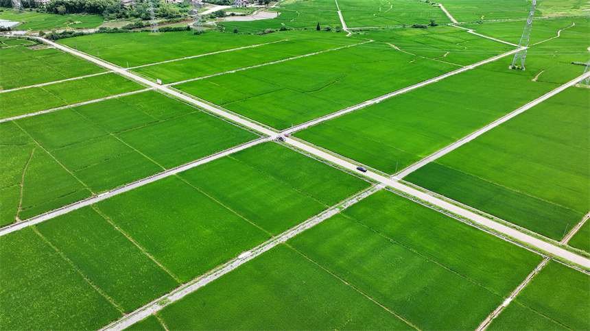 高標準農田里綠意盎然，與村莊、公路相映成景，勾勒出一幅生機勃勃的夏日田園畫卷。郭昊攝