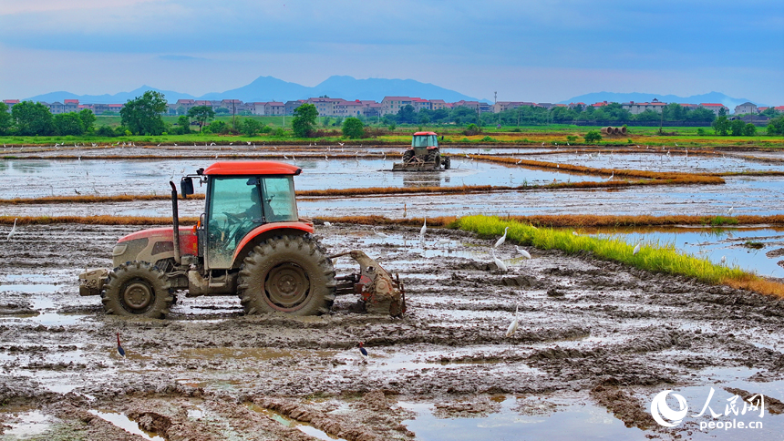 豐城市榮塘鎮北湖村，農機手在翻耕中稻農田，田間地頭一派繁忙。人民網 朱海鵬攝