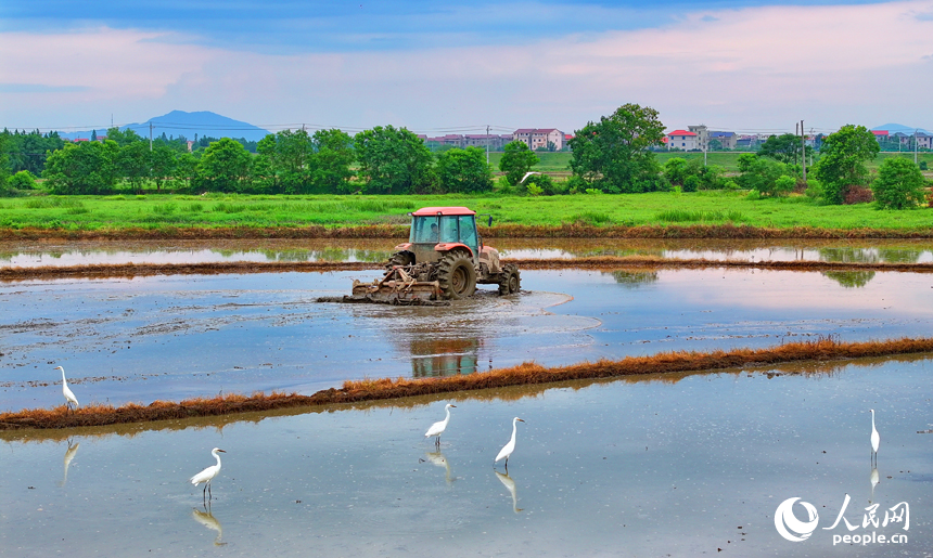 豐城市榮塘鎮北湖村，農機手在翻耕中稻農田，田間地頭一派繁忙。人民網 朱海鵬攝